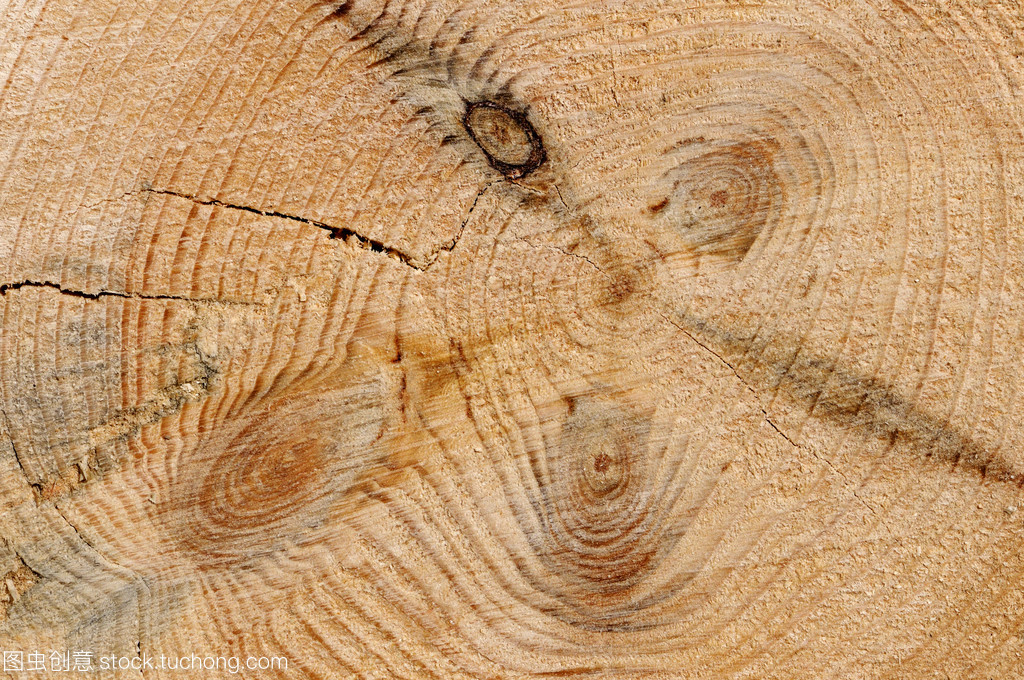 年輪密碼 木材紋理背后的自然印記與人文溫度